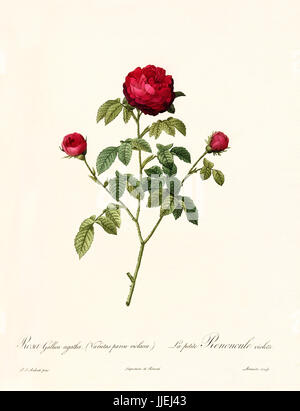 Vieille illustration de Rosa Gallica agatha. Créé par P. R. Redoute, publié sur Les Roses, Imp. Firmin Didot, Paris, 1817-24 Banque D'Images