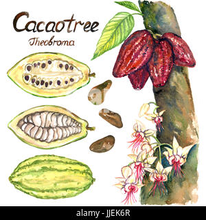 Cacaoyer (theobroma) avec des fleurs et les haricots mûrs, tranches de bean, illustration aquarelle peint main isolé et inscription Banque D'Images