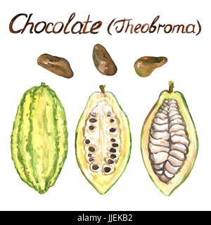 Cacaoyer (theobroma) fèves mûres, tranchées bean, illustration aquarelle peint main isolé et inscription Banque D'Images