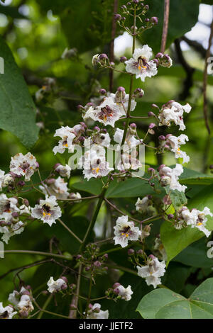 Fleurs blanc tacheté marron dans la panicule des arbres d'ornement, Catalpa x erubescens 'Purpurea' Banque D'Images