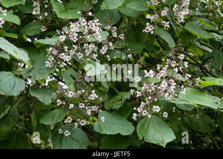 Fleurs blanc tacheté marron dans la panicule des arbres d'ornement, Catalpa x erubescens 'Purpurea' Banque D'Images