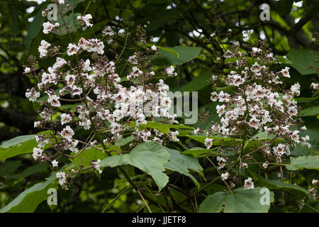 Fleurs blanc tacheté marron dans la panicule des arbres d'ornement, Catalpa x erubescens 'Purpurea' Banque D'Images