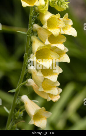 De près de l'interne le brun moucheté de fleurs Digitalis grandiflora, la digitale jaune Banque D'Images