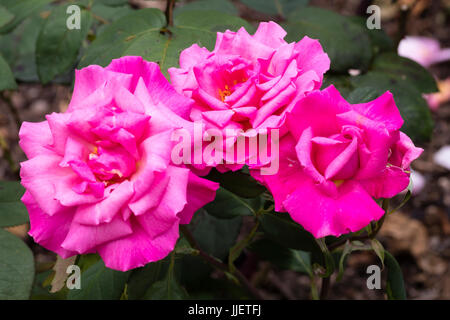 Fleurs roses très doubles de l'hybride rose thé, Rosa 'Prima Ballerina' Banque D'Images