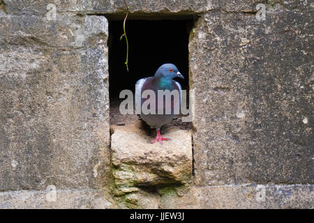 Pigeon (Columba livia) émergeant de nid dans le mur. Rock Dove attrayant ou rock pigeon, dans la famille des Columbidés, debout par suceur plat Banque D'Images