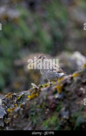 Bécasseau violet (Calidris maritima) Banque D'Images