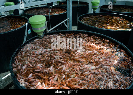 Allemagne, Berlin, le tilapia fish farm de start up ECF, la ferme piscicole est combiné avec des serres pour cultiver des légumes irriguée avec les eaux usées de l'Étangs du Poisson , le système est appelé, l'aquaponique poisson est distribué à Berlin, afin d'éviter des moyens de transport du fourrage vert, fort Banque D'Images