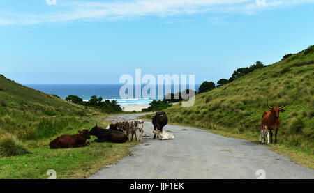 Les vaches couché dans la route, le Transkei, Eastern Cape, Afrique du Sud Banque D'Images