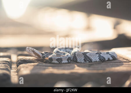 Crotale des bois au soleil sur les voies ferrées (Crotalus horridus), en Floride, l'Amérique, USA Banque D'Images