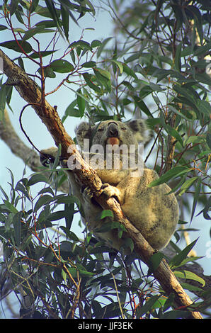 Koala (Phascolarctos cinereus) assis sur une branche d'un eucalyptus, Lemon Tree Passage, Port Stephens, NSW, Australie Banque D'Images