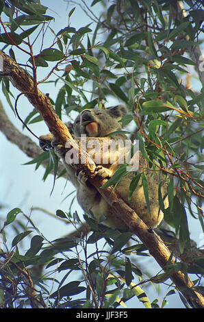 Koala (Phascolarctos cinereus) assis sur une branche d'un eucalyptus, Lemon Tree Passage, Port Stephens, NSW, Australie Banque D'Images