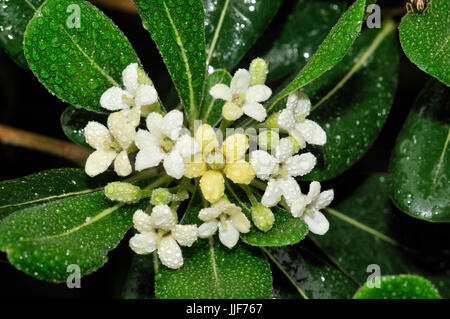 Pittosporum toriba cheesewood (japonais). Turo del Putget park, Barcelone, Catalogne, Espagne Banque D'Images