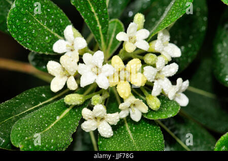 Pittosporum toriba cheesewood (japonais). Turo del Putget park, Barcelone, Catalogne, Espagne Banque D'Images