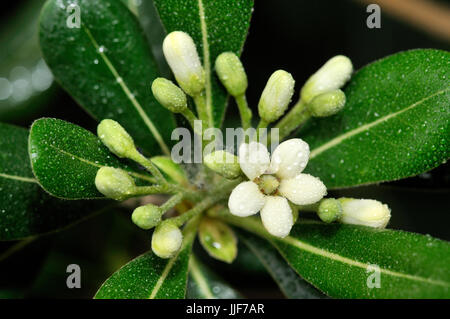 Pittosporum toriba cheesewood (japonais). Turo del Putget park, Barcelone, Catalogne, Espagne Banque D'Images