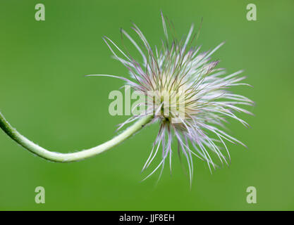 Pulsatilla vulgaris Anémone pulsatille - Tête de semences Banque D'Images