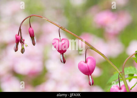 Dicentra spectabilis - Bleeding Heart Banque D'Images