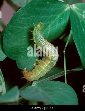 L'argent y pêcher (Autographa gamma) sur des plantes de pois endommagés Banque D'Images