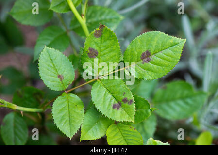 Diplocarpon rosae, tache noire, l'infection des feuilles de rose un jardin ornemental, Berkshire, Juillet Banque D'Images