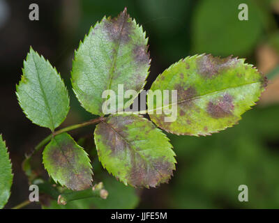 Diplocarpon rosae, tache noire, l'infection des feuilles de rose un jardin ornemental, Berkshire, Juillet Banque D'Images