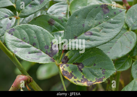 Diplocarpon rosae, tache noire, l'infection des feuilles de rose un jardin ornemental, Berkshire, Juillet Banque D'Images