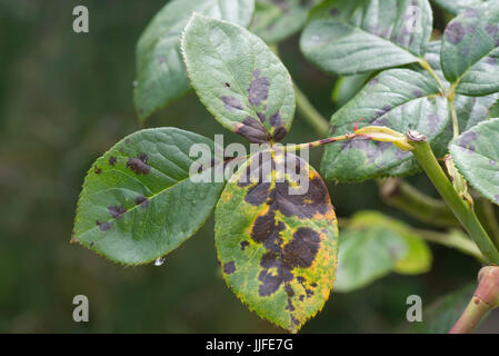 Diplocarpon rosae, tache noire, l'infection des feuilles de rose un jardin ornemental, Berkshire, Juillet Banque D'Images