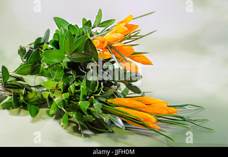 Crocus heuffelianus Orange fleurs, bouquet de fleurs, bouquet, Close up. Banque D'Images