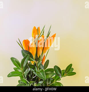 Crocus heuffelianus Orange fleurs, bouquet de fleurs, bouquet, Close up. Banque D'Images