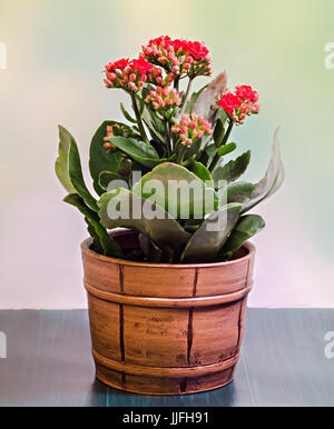 Née Calandiva rouge fleurs dans une rustique brown (vintage) vase, Close up, green background. Banque D'Images