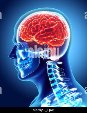 Les droits de l'organique interne - cerveau humain, 3D illustration concept médical. Banque D'Images