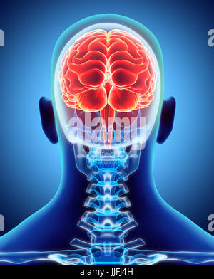 Les droits de l'organique interne - cerveau humain, 3D illustration concept médical. Banque D'Images