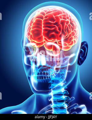 Les droits de l'organique interne - cerveau humain, 3D illustration concept médical. Banque D'Images