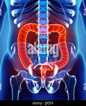3D illustration de gros intestin, une partie du système digestif. Banque D'Images