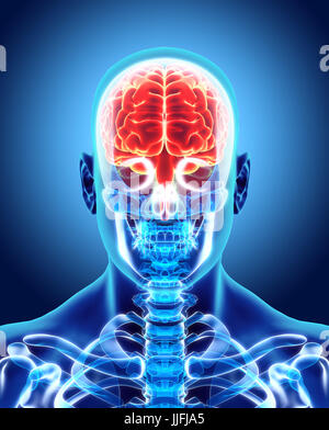 Les droits de l'organique interne - cerveau humain, 3D illustration concept médical. Banque D'Images