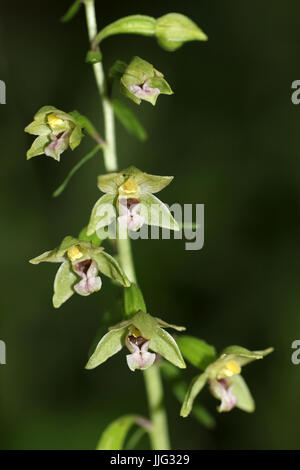 Helleborines dune Epipactis dunensis Banque D'Images