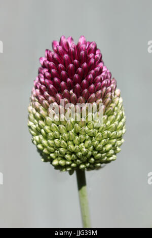 Allium Sphaerocephalon alias poireau à tête ronde Banque D'Images