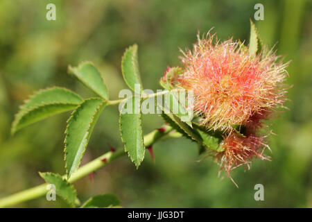 Robins Pincushion Gall alias Bedeguar Gall sur Dog Rose rosa canina causé par le Gall Wasp Diplolepis rosae Banque D'Images