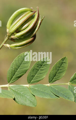 Les coupelles de semences et les feuilles d'Astragalus glycyphyllos réglisse sauvage Banque D'Images