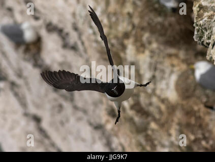 Petit pingouin en vol Banque D'Images
