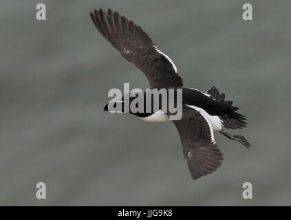 Petit pingouin en vol Banque D'Images