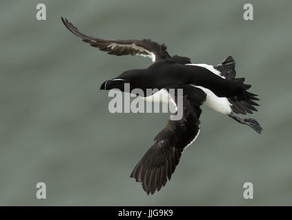 Petit pingouin en vol Banque D'Images