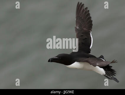 Petit pingouin en vol Banque D'Images