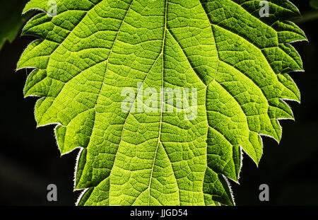 Une feuille verte rétroéclairé affiche sa structure Banque D'Images