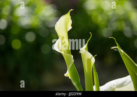 Zantedeschia fleur dans le coucher du soleil Banque D'Images