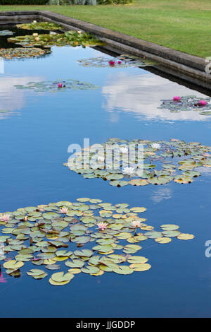 Bassin aux nymphéas in Waterperry Gardens, près de Oxford, Oxfordshire, Angleterre Banque D'Images