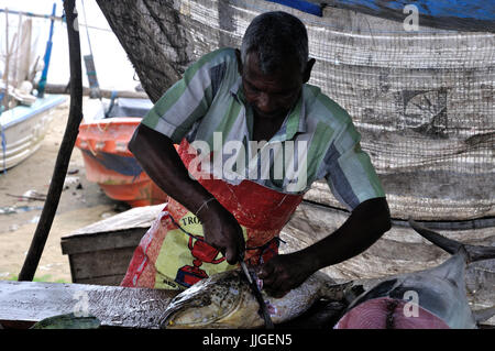 Vendeur de poisson cuire du poisson à vendre, Sri Lanka Banque D'Images