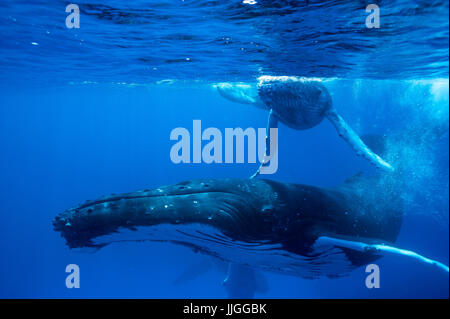 Baleines à bosse dans l'océan, Royaume des Tonga, groupe de l'île de Ha'apai, Tonga Banque D'Images