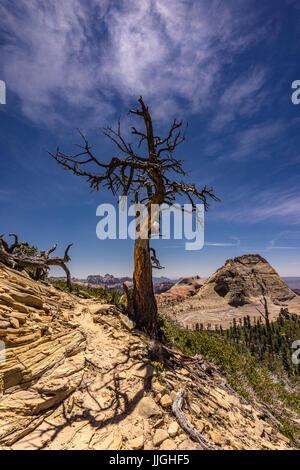 Plateau de Kolob, Zion National Park, Utah, USA, Amérique Banque D'Images