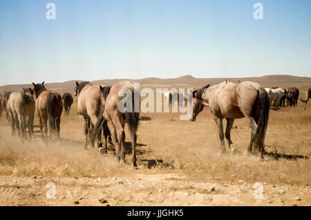 Un groupe de chevaux sauvages désert marcher vers les montagnes de l'Utah. Banque D'Images