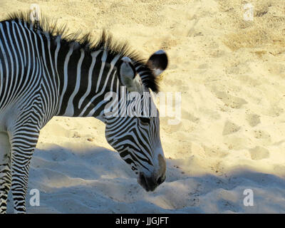 Un zèbre le courber vers la tête de sable à un zoo. Banque D'Images