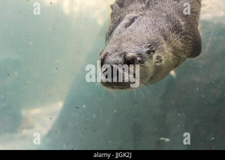 Une loutre (Lontra canadensis) nage sous l'eau Banque D'Images